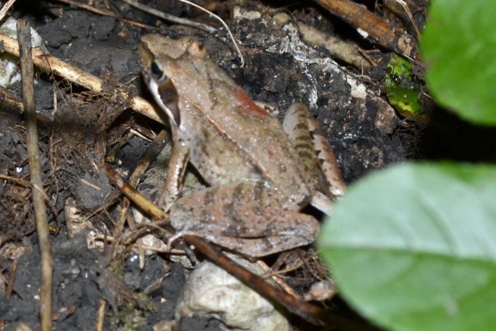 Rana latastei? S